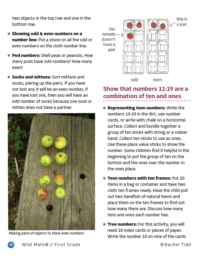 Wild Math Curriculum First Grade Wild Learning